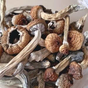 liberty caps mushrooms online